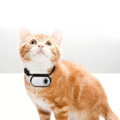 Camera collier pour chat