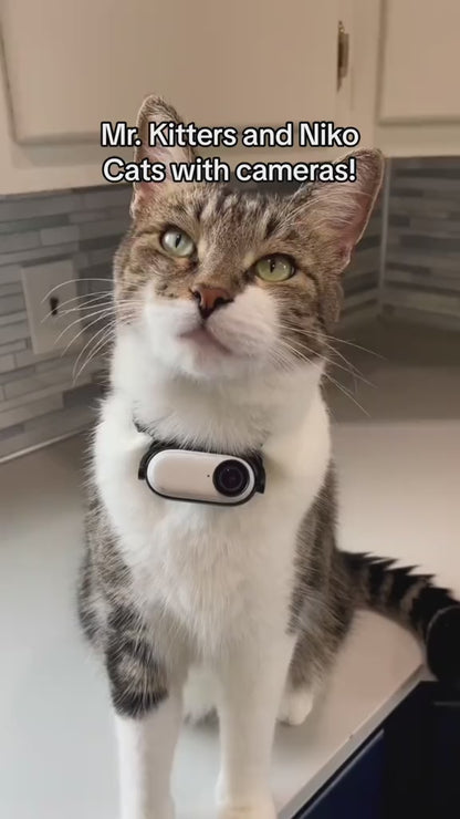 Camera collier pour chat